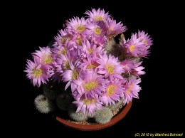 Echinocereus laui 1545